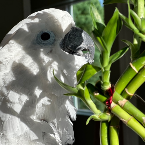 Clancy, world's friendliest bird!