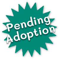 Pending Adoption